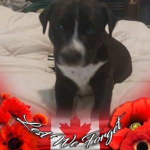 Meet your Posher, Isaac